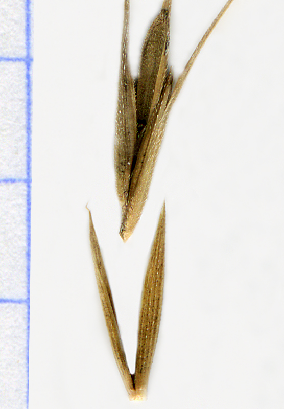 Image of Elymus gmelinii specimen.