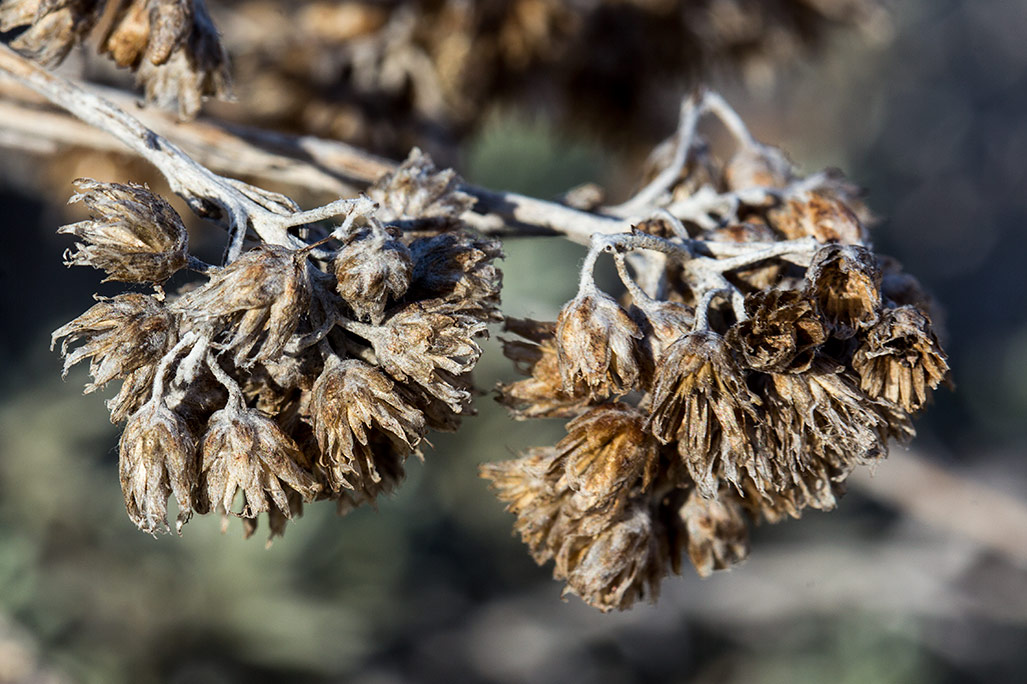 Image of Helichrysum italicum specimen.