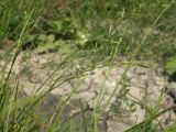 Glyceria notata