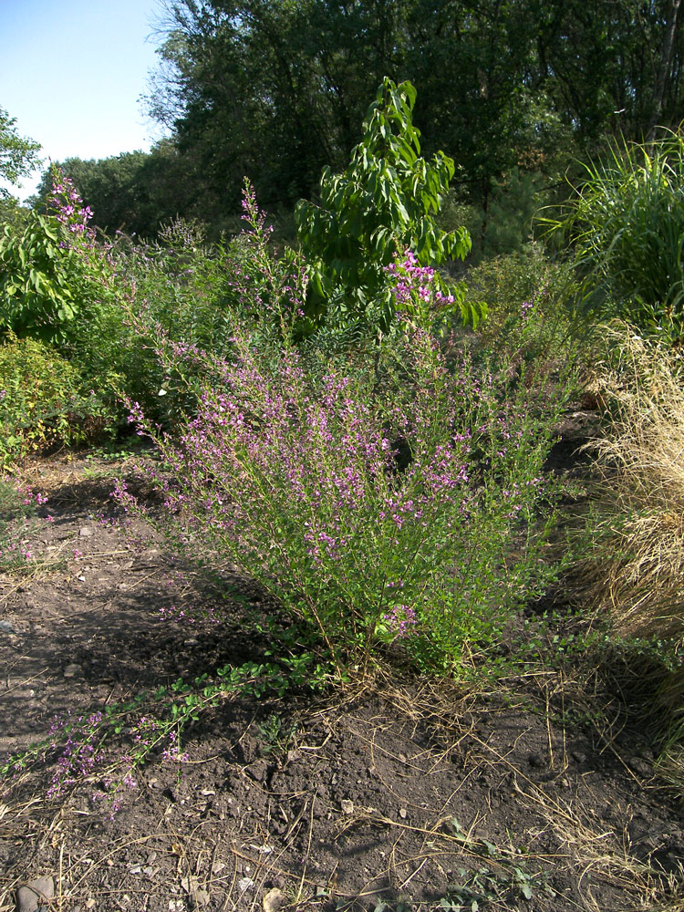 Изображение особи Lespedeza floribunda.