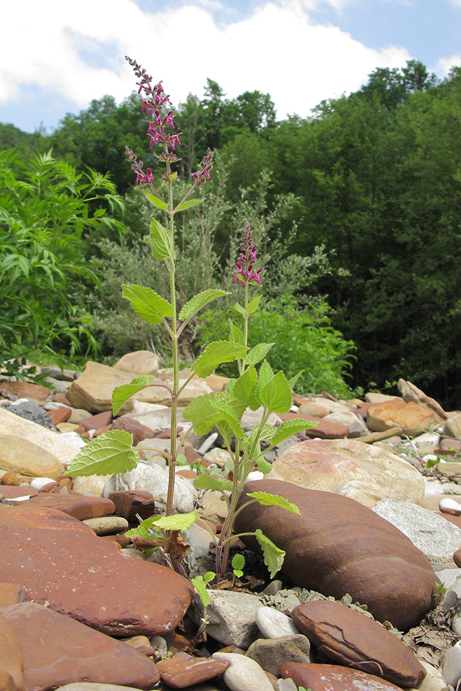 Изображение особи Stachys sylvatica.