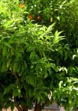 Citrus reticulata. Крона плодоносящего дерева. Франция, Прованс, Борм-ле-Мимоза, в озеленении. 24.07.2014.