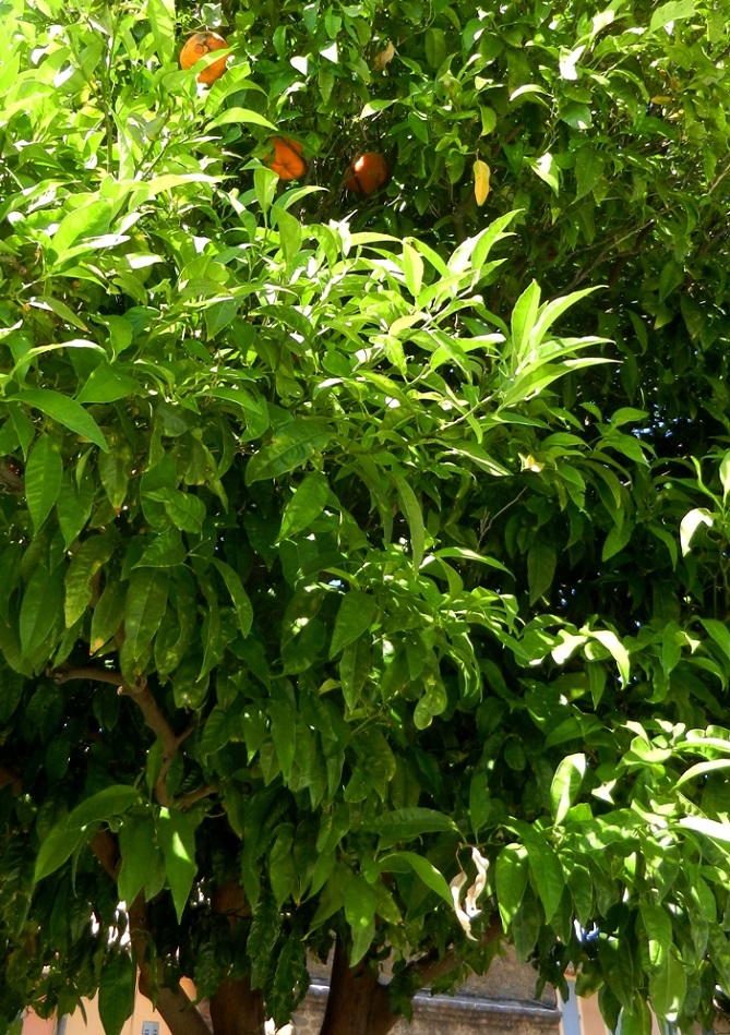 Image of Citrus reticulata specimen.