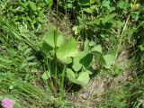 Ligularia sibirica