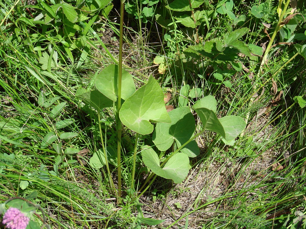 Изображение особи Ligularia sibirica.