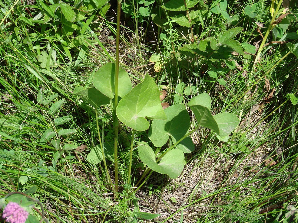 Image of Ligularia sibirica specimen.