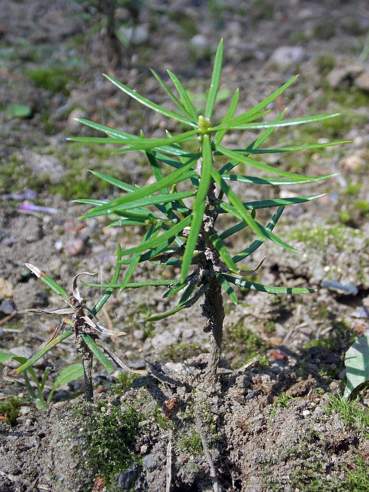 Image of Abies holophylla specimen.