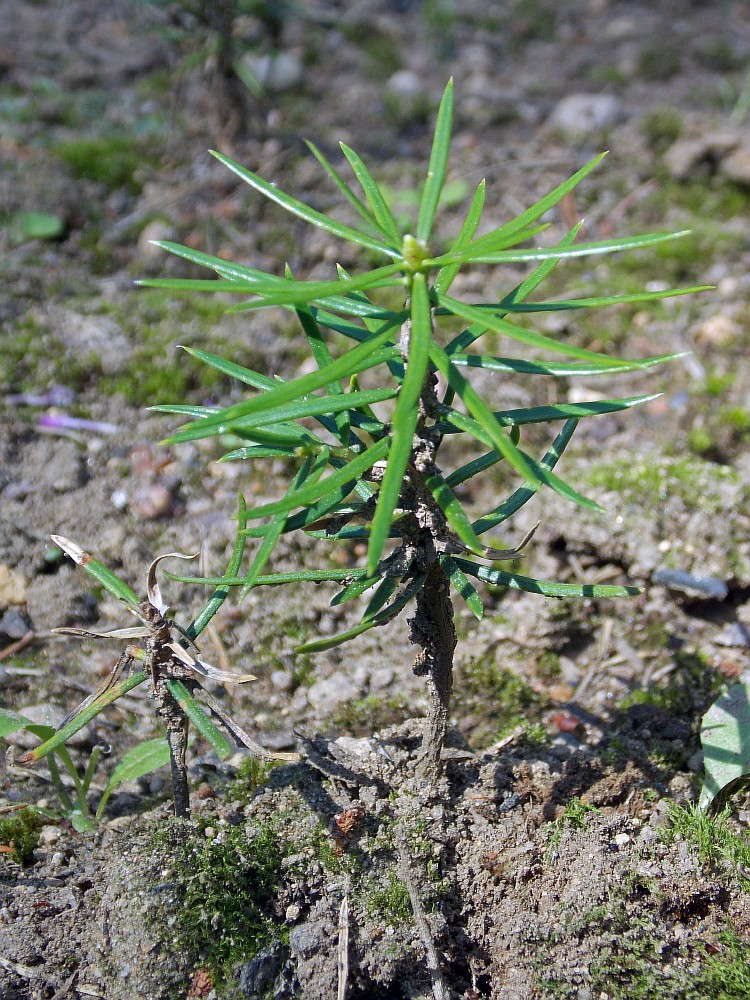 Изображение особи Abies holophylla.