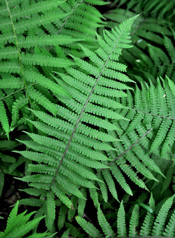 Image of Lunathyrium pycnosorum specimen.