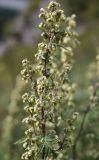 Artemisia gmelinii