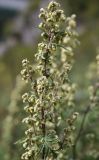 Artemisia gmelinii. Соцветие. Алтай, окр. пос. Манжерок. 26.08.2009.