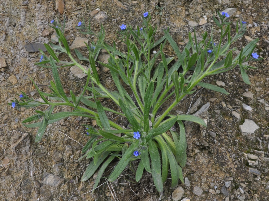 Image of Cynoglottis barrelieri specimen.