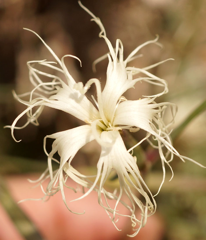 Image of Dianthus kuschakewiczii specimen.