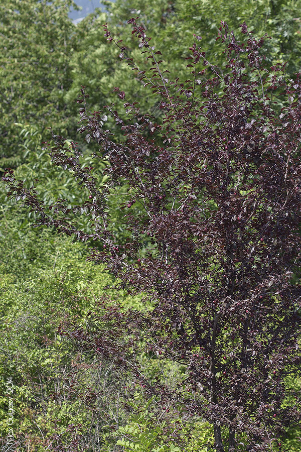 Image of Prunus cerasifera var. pissardii specimen.