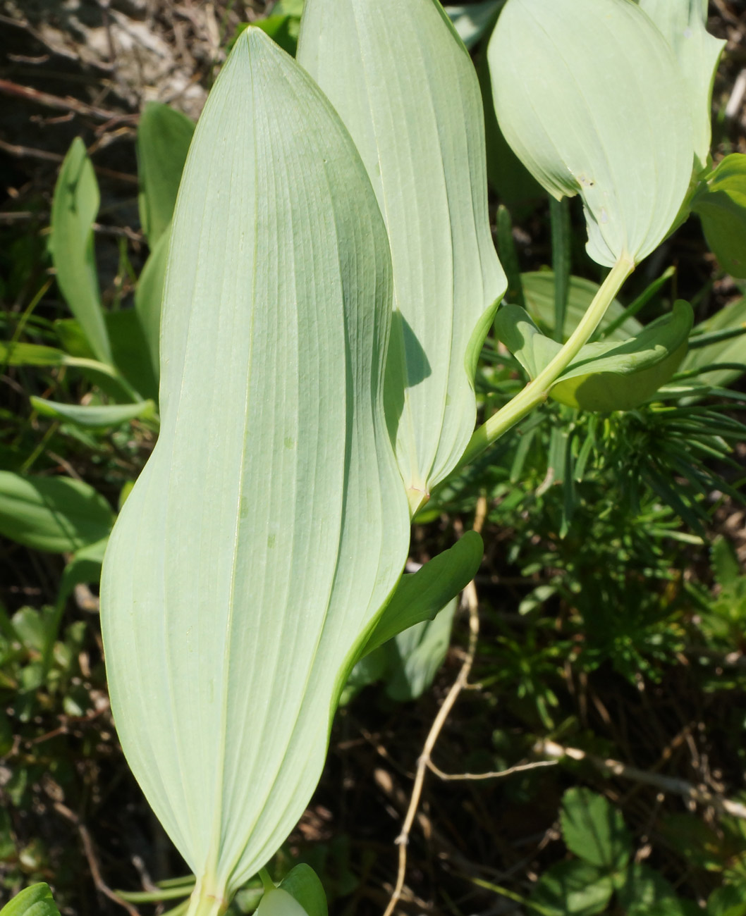 Image of Polygonatum odoratum specimen.