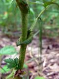 Agrimonia pilosa. Часть побега с прилистником и черешком. Челябинская обл., окр. г. Челябинск, Золотая горка, разнотравная поляна в берёзовом лесу. 30.06.2014.