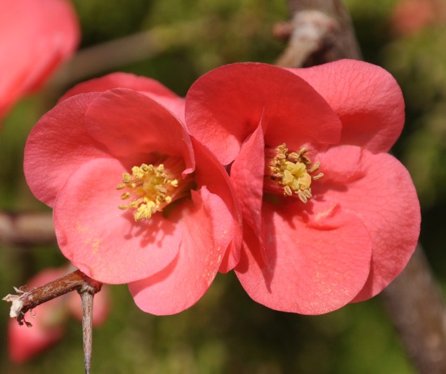 Image of Chaenomeles japonica specimen.