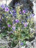 Campanula bayerniana
