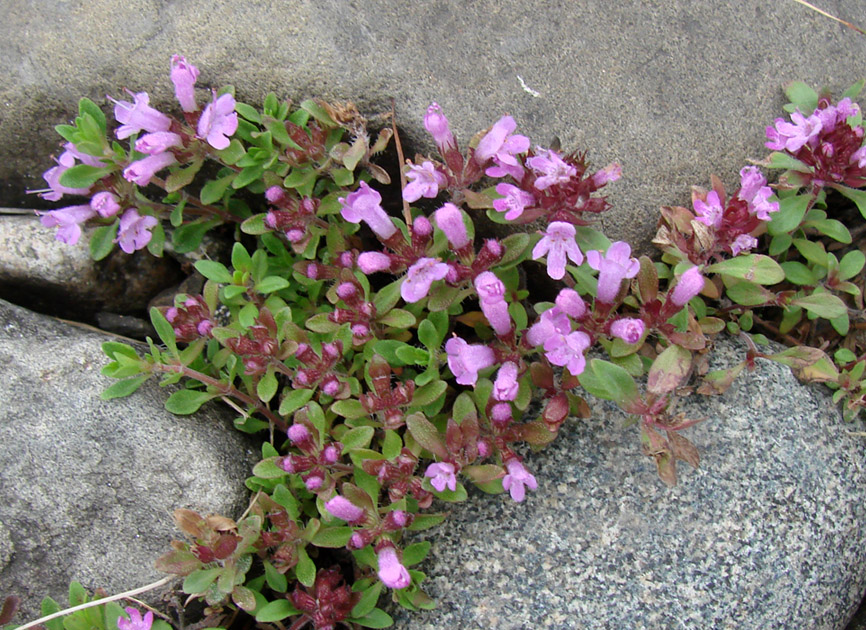 Image of genus Thymus specimen.