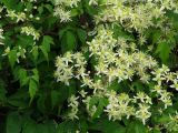 Clematis brevicaudata. Верхушки побегов с цветками. Иркутская обл., г. Иркутск, Ботанический сад ИГУ. 15.09.2015.