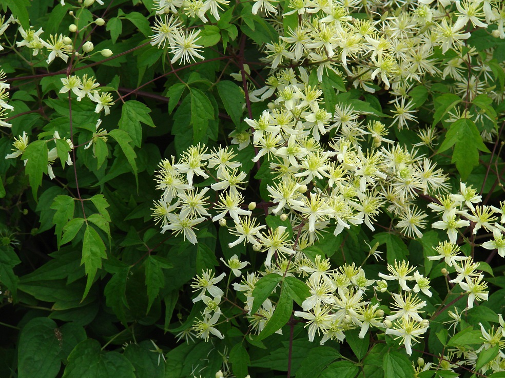 Image of Clematis brevicaudata specimen.
