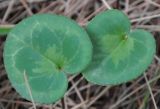 genus Cyclamen