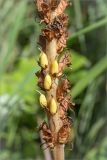 Orobanche pallidiflora. Часть соплодия. Ленинградская обл., Ломоносовский р-н, долина р. Шингарка, разнотравный луг на известняке. 09.08.2015.