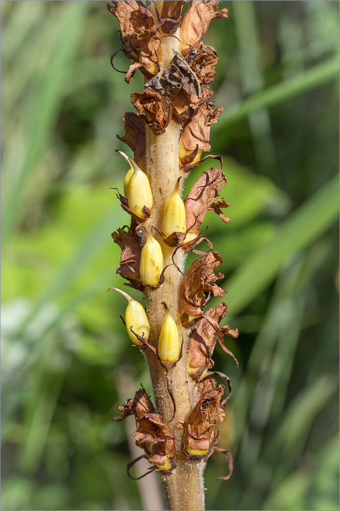 Image of Orobanche pallidiflora specimen.