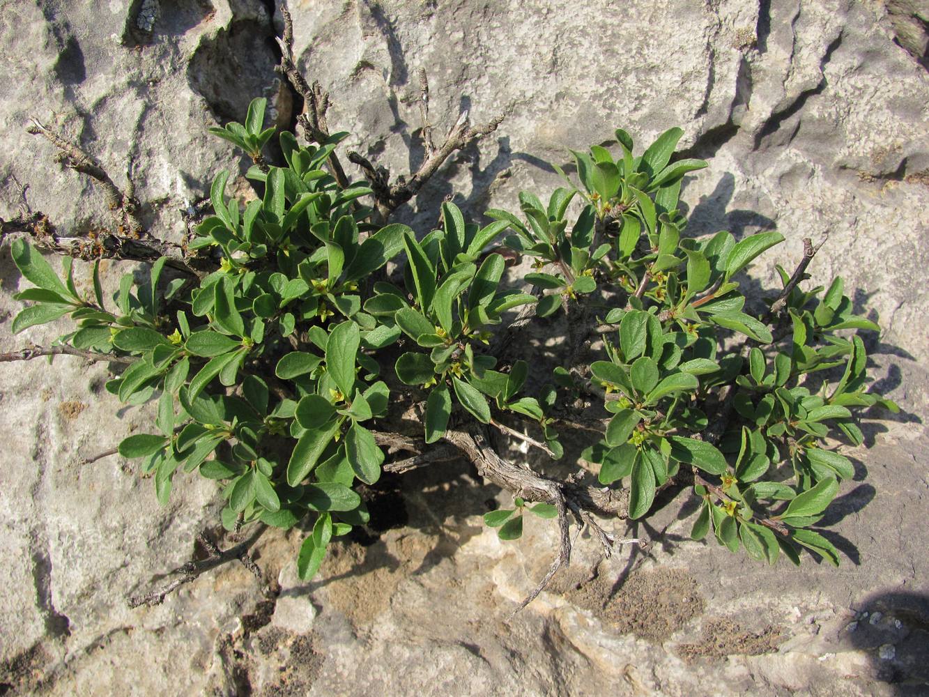 Image of Rhamnus songorica specimen.