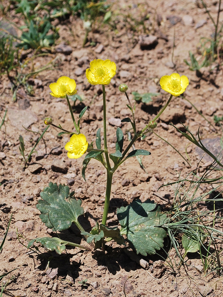 Image of Ranunculus czimganicus specimen.