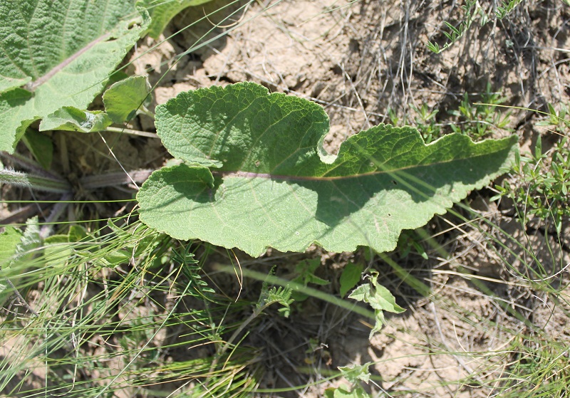 Image of Salvia nutans specimen.