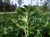 Paeonia anomala. Лист (нижняя сторона). Свердловская обл., Североуральский городской округ, окр. пос. Сосьва, бывшая дер. Воскресенка, разнотравный луг на берегу р. Сосьва. 13.06.2015.