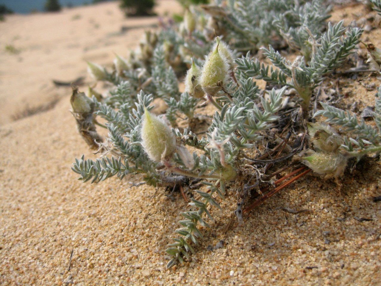 Image of Oxytropis lanata specimen.