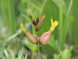 Astragalus xanthomeloides