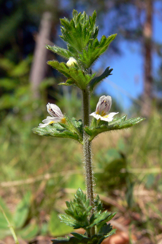 Изображение особи Euphrasia hirtella.