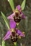 Ophrys × vallis-costae. Цветки. Крым, окр. Феодосии, хр. Тепе-Оба, нарушенная степь в междурядьях искусственного леса из сосны крымской с примесью лиственных деревьев и кустарников. 10 мая 2016 г.