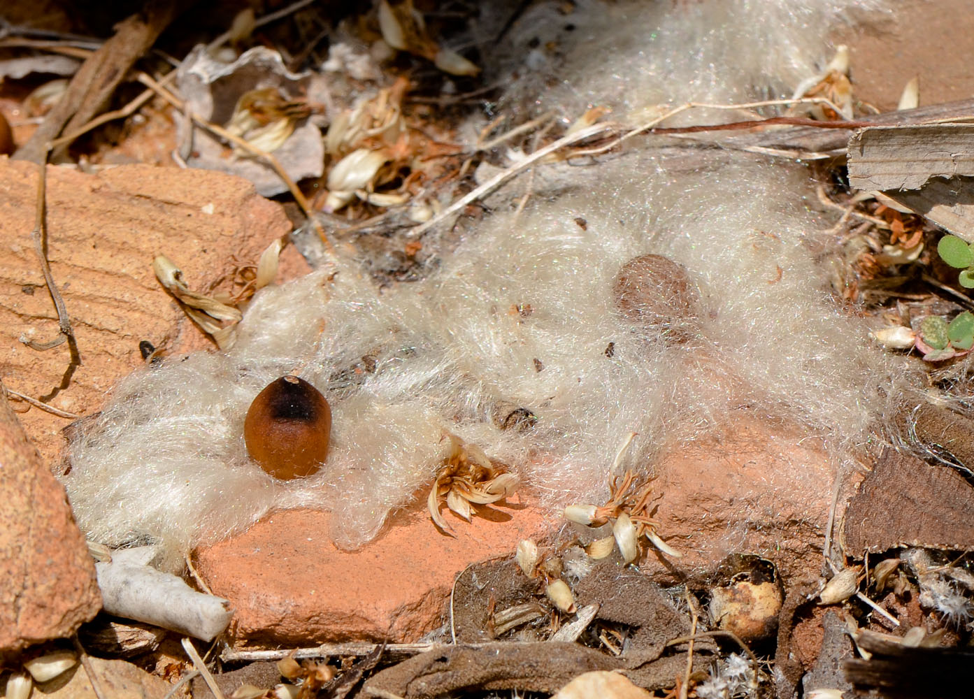 Image of Pseudobombax ellipticum specimen.