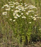 семейство Asteraceae