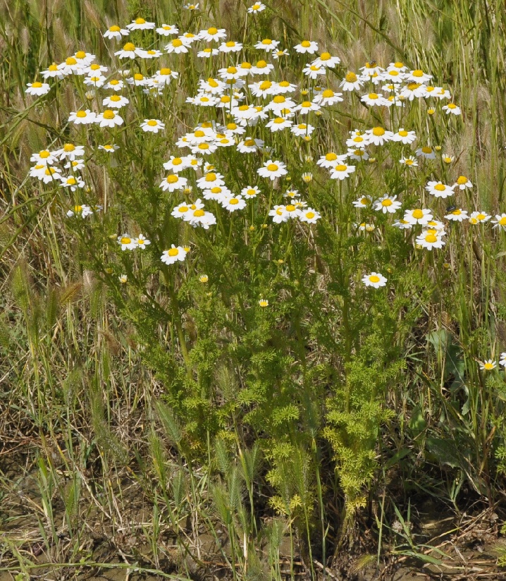 Изображение особи семейство Asteraceae.