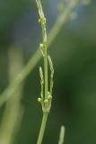 Asparagus officinalis. Часть побега с бутонами и боковыми веточками. Татарстан, Нижнекамский р-н, окр. дер. Благодатная, лесостепной участок с чередованием степи и перелесков с преобладанием дуба, открытый участок. 29 мая 2016 г.