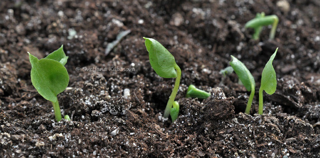 Image of Arisaema amurense specimen.