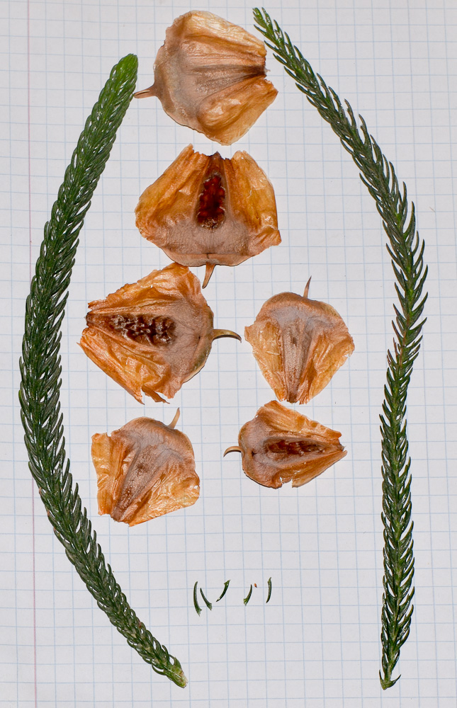 Image of Araucaria heterophylla specimen.