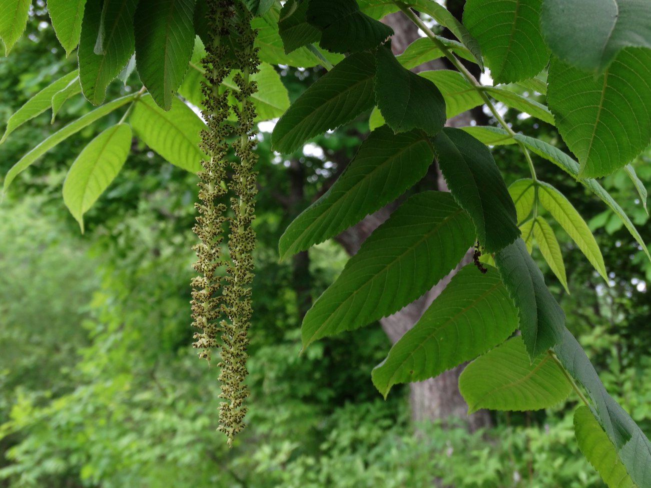 Изображение особи Juglans mandshurica.