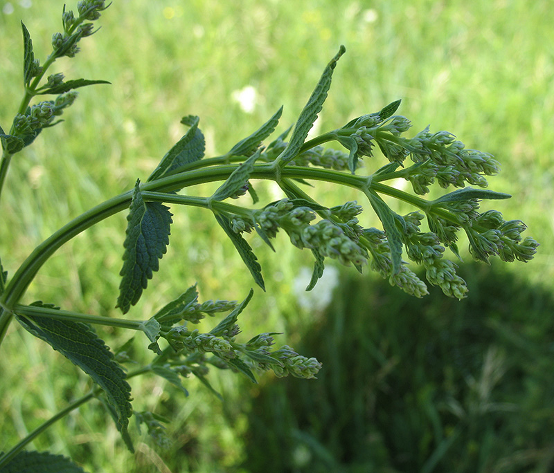 Image of Nepeta nuda specimen.