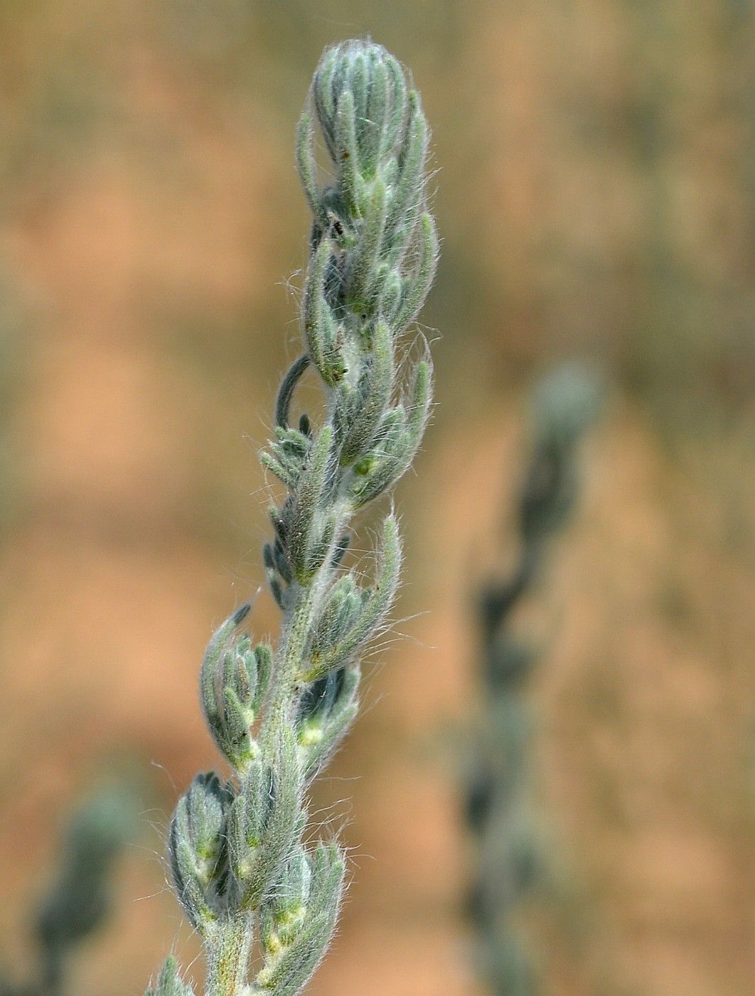 Image of Sedobassia sedoides specimen.