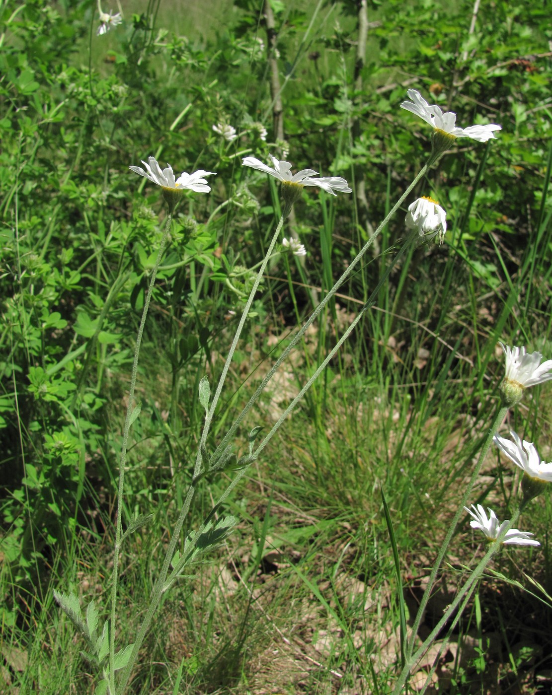 Image of Pyrethrum poteriifolium specimen.
