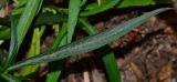 Ruellia simplex