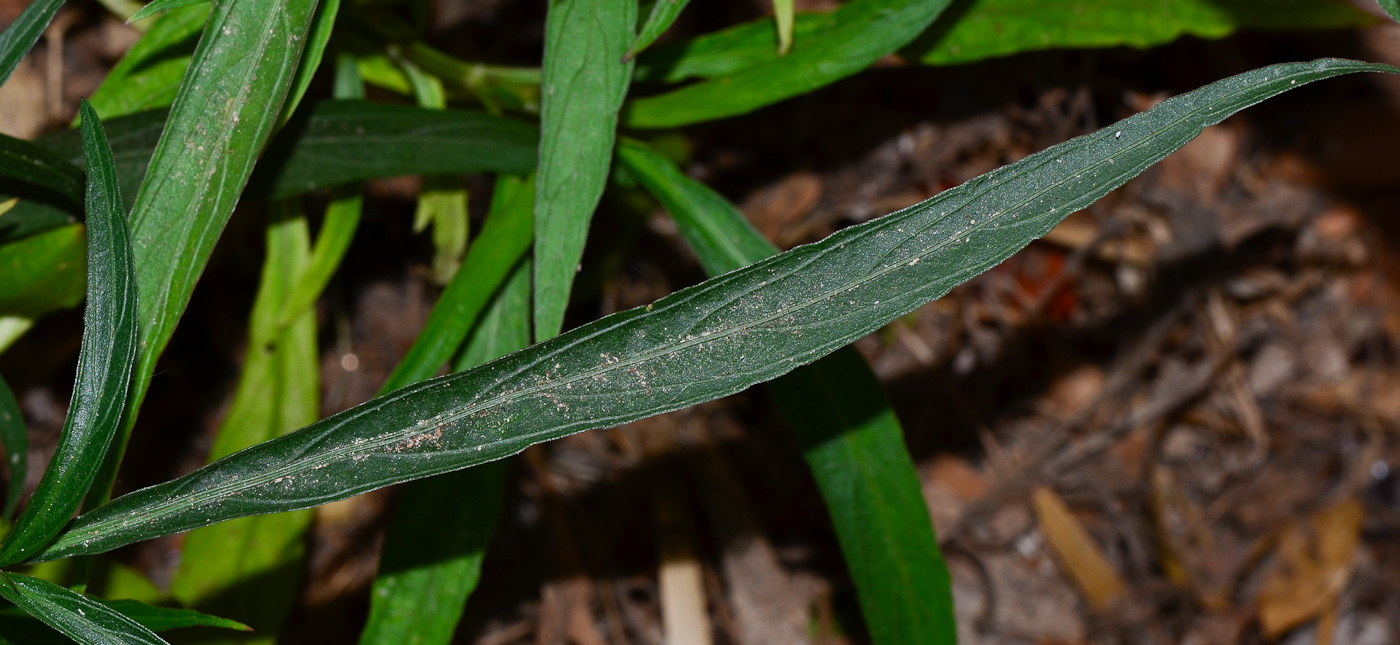 Image of Ruellia simplex specimen.