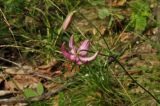 Lilium cernuum