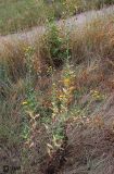 Hieracium virosum
